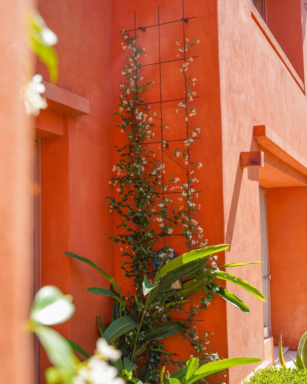 Metal Garden Wall Trellis: Plant Support for Climbing Plants - Black, White or Rustic Finish