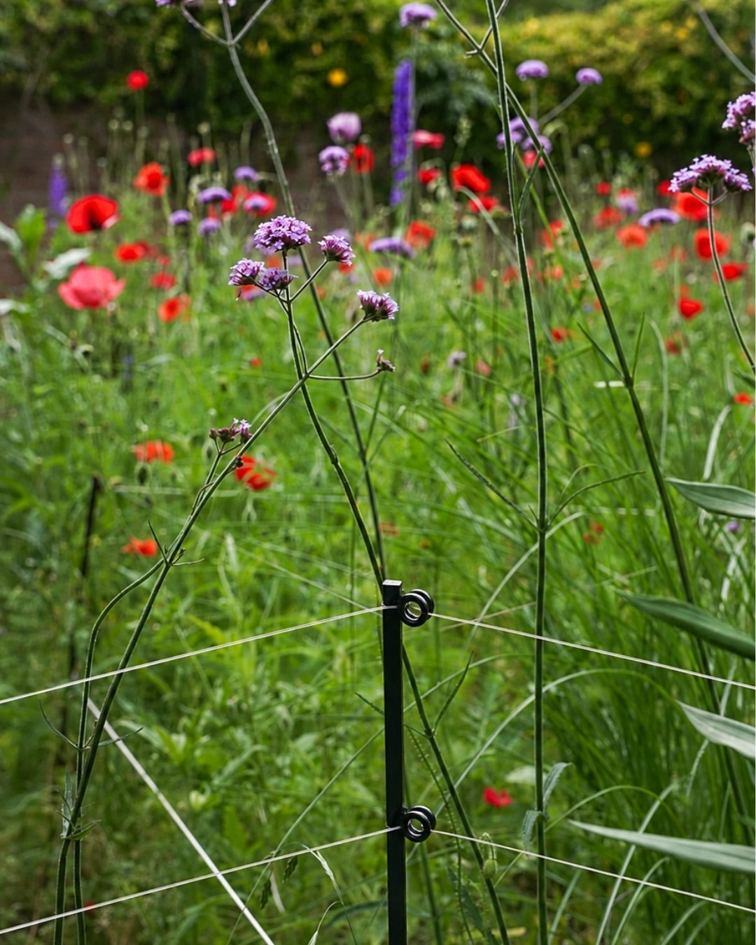 Garden Fences