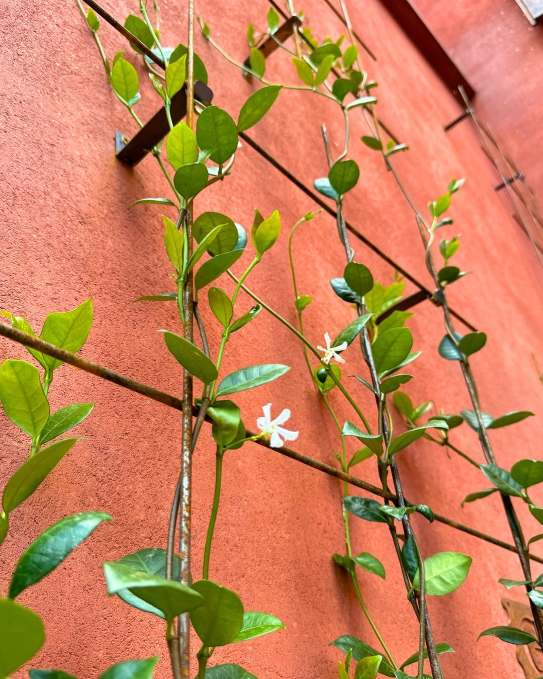 Obelisks & Trellises