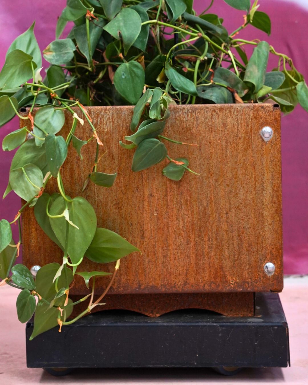 Rolling Plant Stand with Wheels for Squared Pots - Black Finish - 12" or 16"
