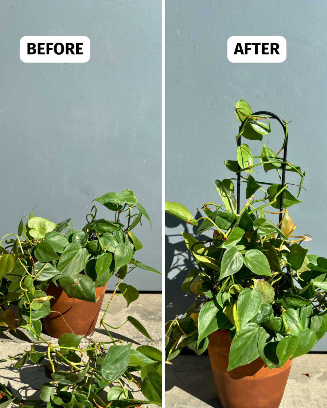 U-Shaped Plant Trellis: 22" Steel Plant Support, Black Coated Finish