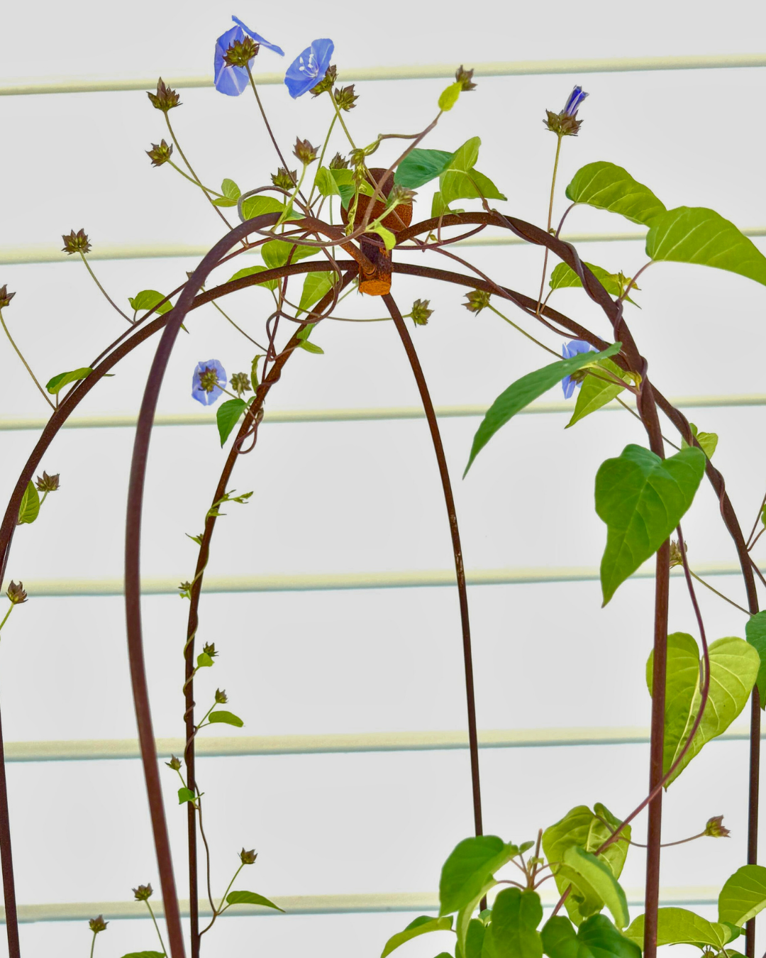 Crown Topiary Cage Trellis – Rustic Metal Plant Support