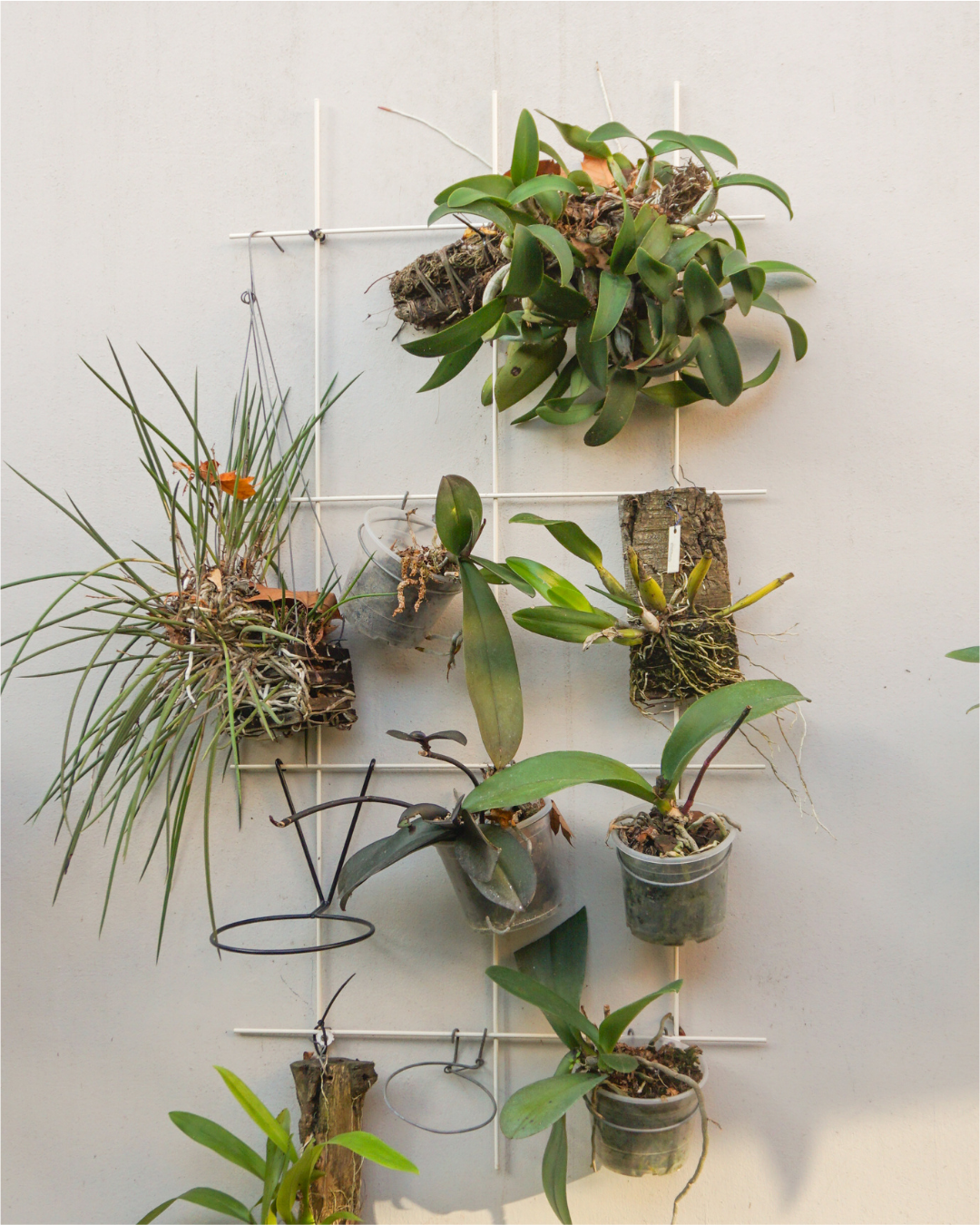 Metal Garden Wall Trellis: Plant Support for Climbing Plants -  Black, White or Rustic Finish