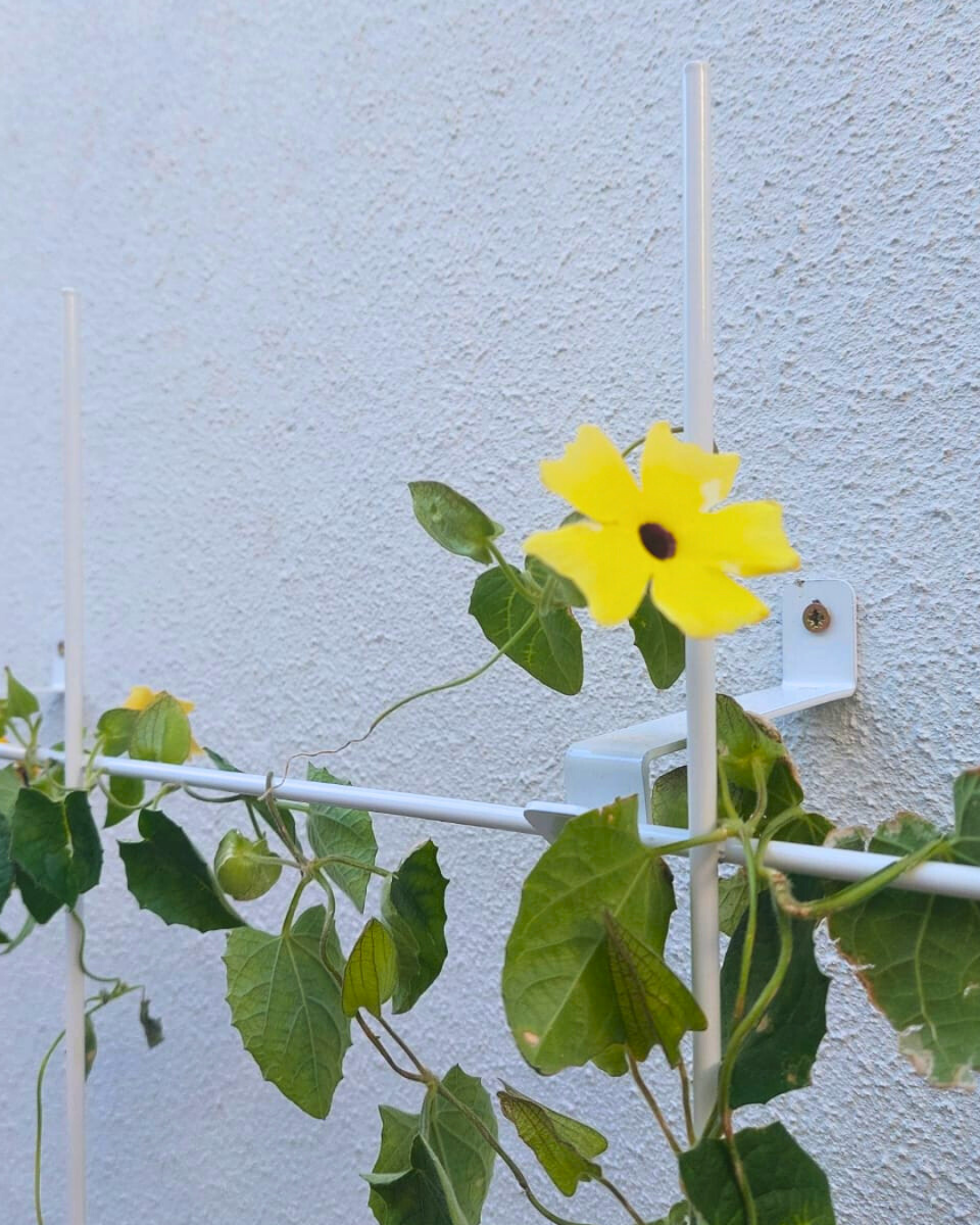 Metal Garden Wall Trellis: Plant Support for Climbing Plants -  Black, White or Rustic Finish