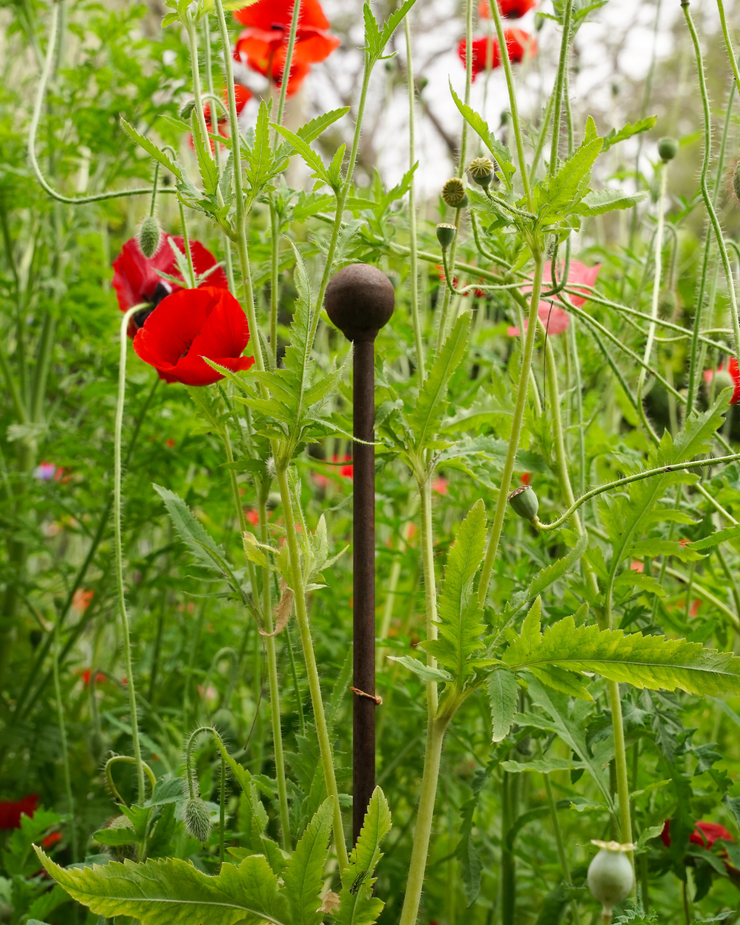 45" Metal Plant Stake