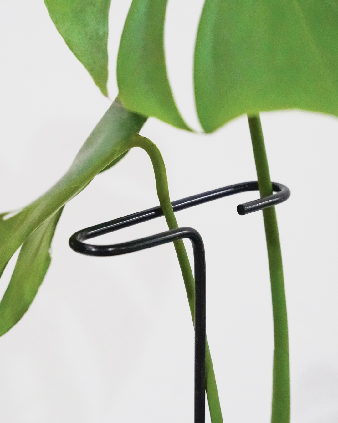 Metal Plant Stake with Clip: 22" Tall Steel Plant Support, Black Coated Finish