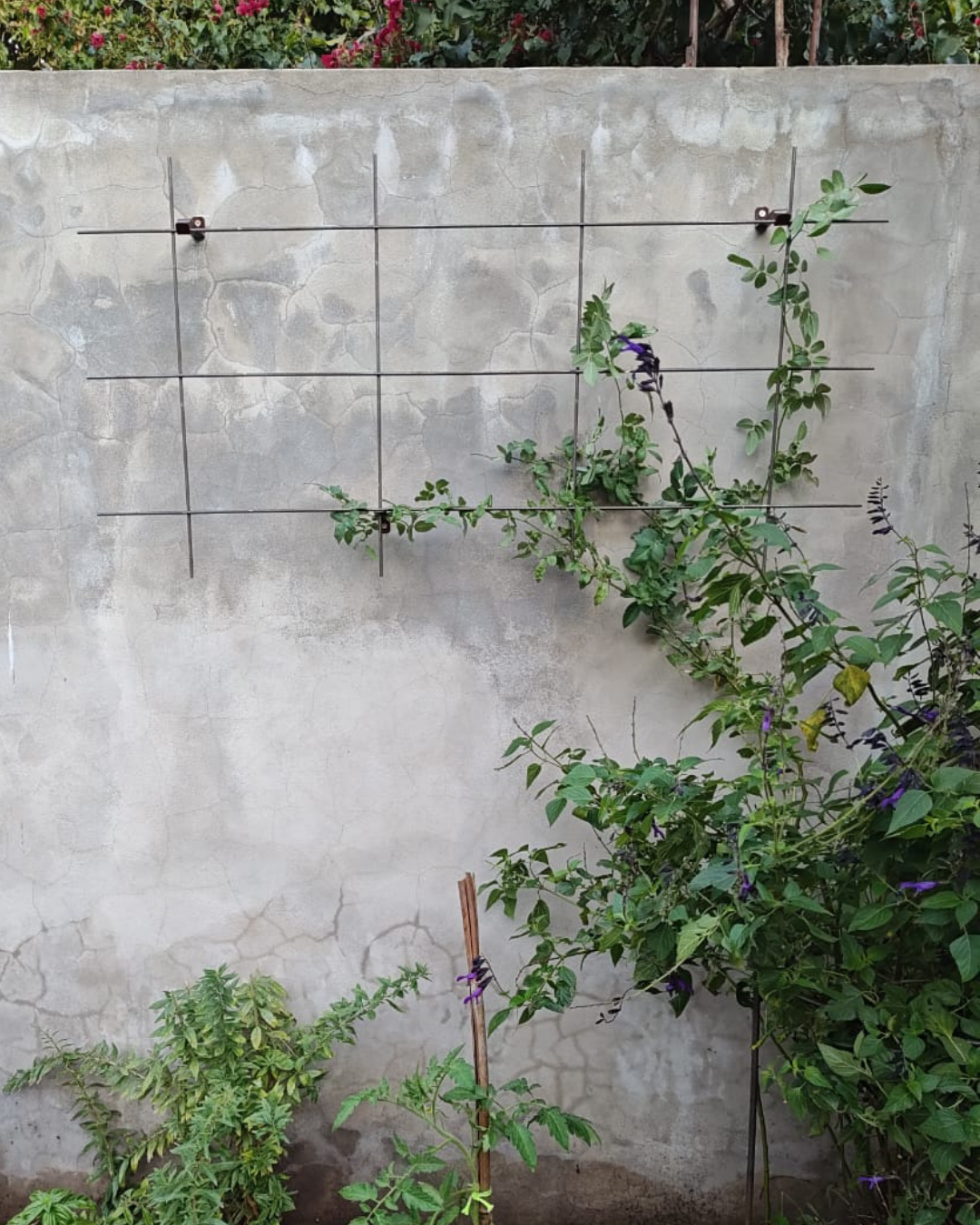 Metal Garden Wall Trellis: Plant Support for Climbing Plants -  Black, White or Rustic Finish