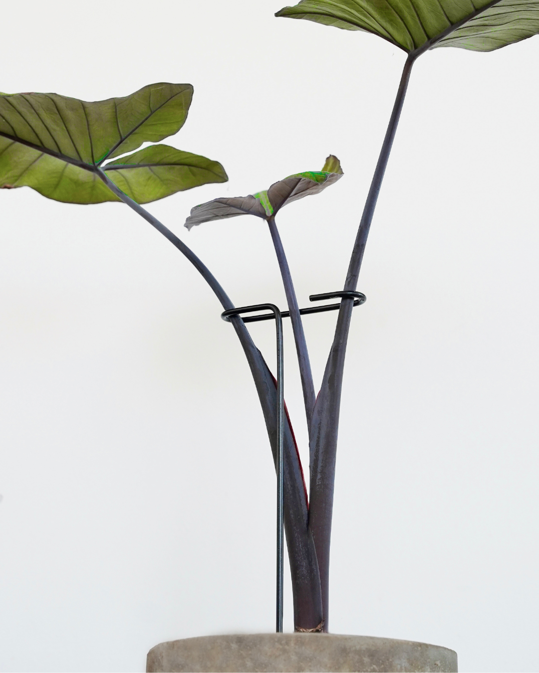 Metal Plant Stake with Clip: 22" Tall Steel Plant Support, Black Coated Finish