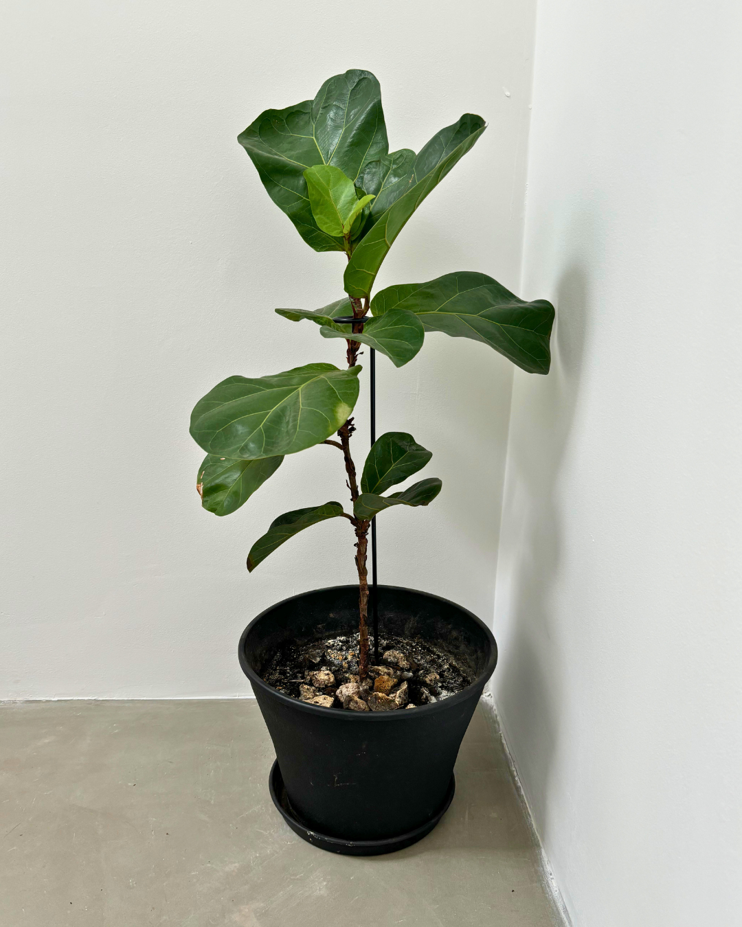 fiddle leaf fig stake Curl Metal Plant Stake: 22" Tall Steel Plant Support, Black Coated Fin – Elevate Garden