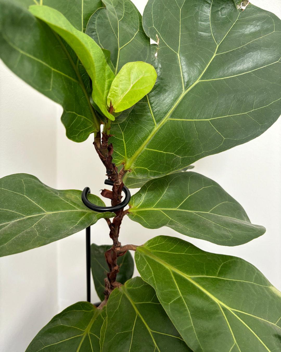 Curl Metal Plant Stake: 22" Tall Steel Plant Support, Black Coated Finish