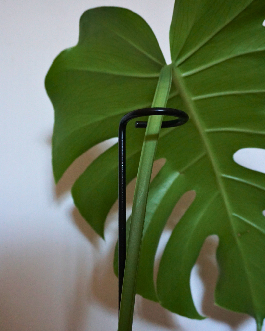 Curl Metal Plant Stake: 22" Tall Steel Plant Support, Black Coated Finish