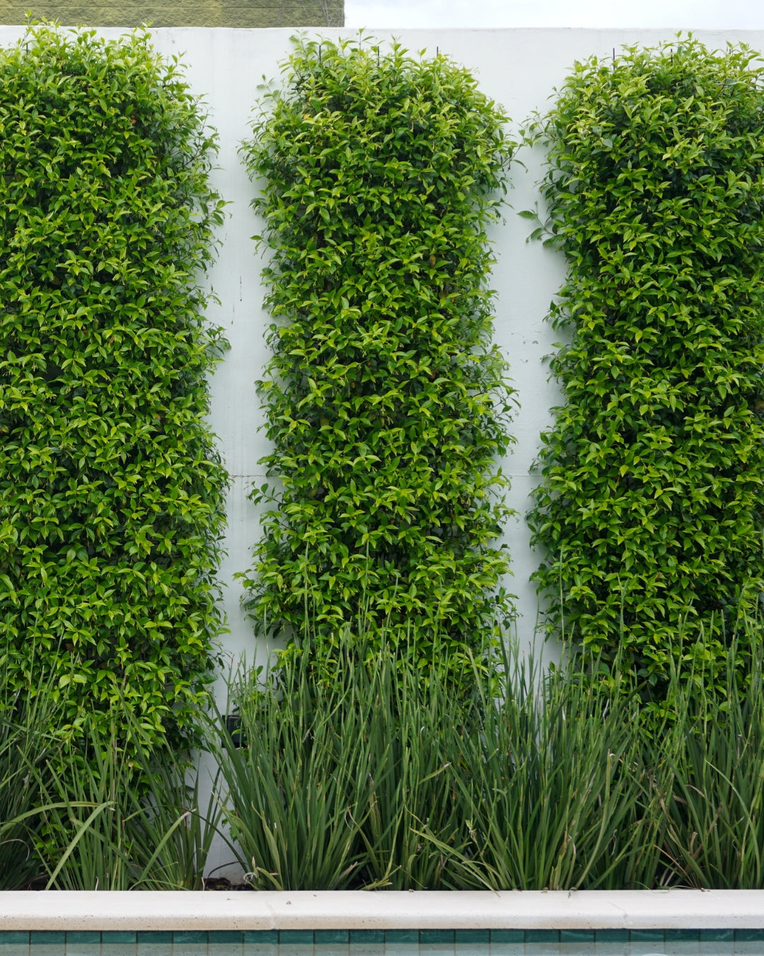 Metal Garden Wall Trellis: Plant Support for Climbing Plants -  Black, White or Rustic Finish