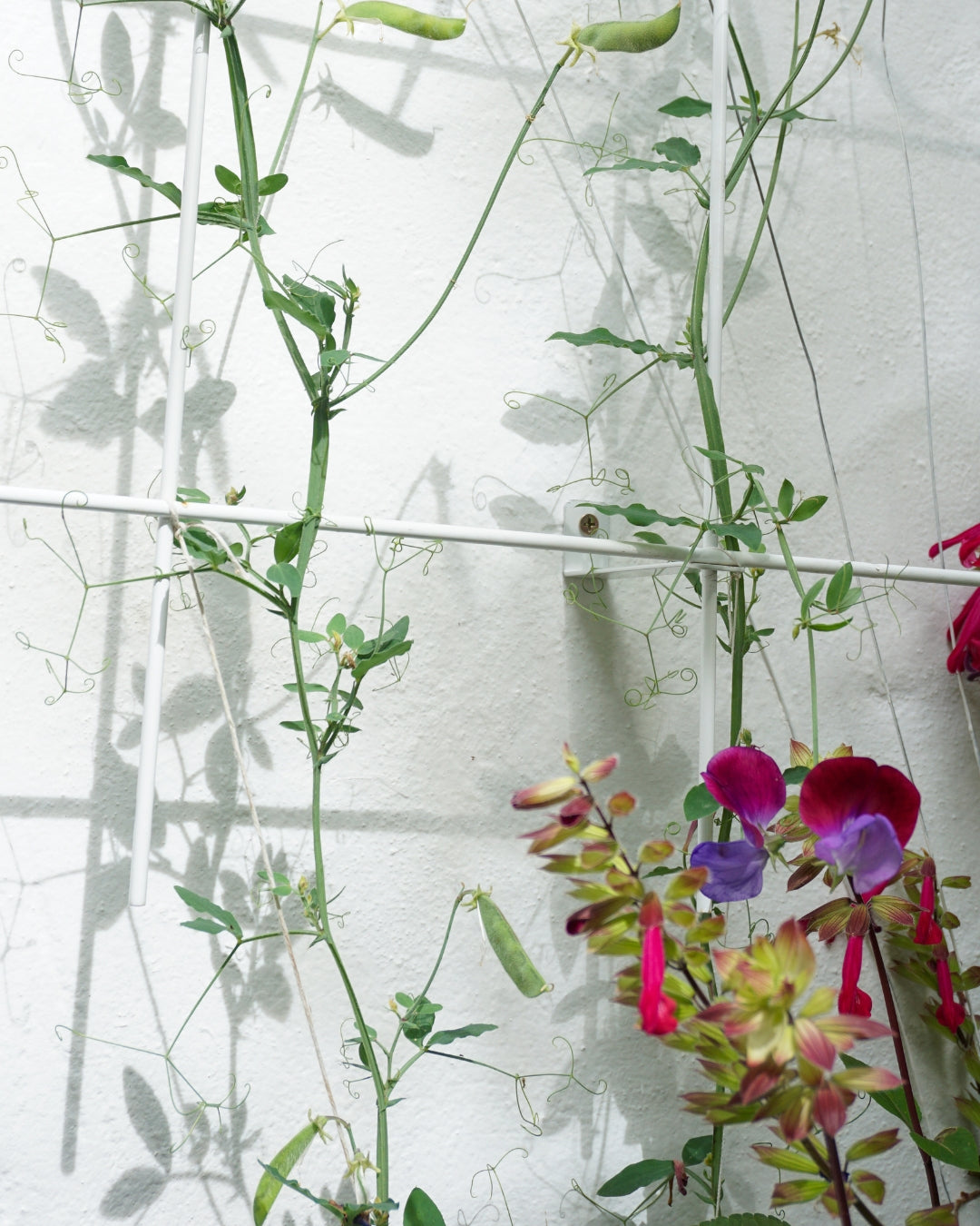 Metal Garden Wall Trellis: Plant Support for Climbing Plants -  Black, White or Rustic Finish