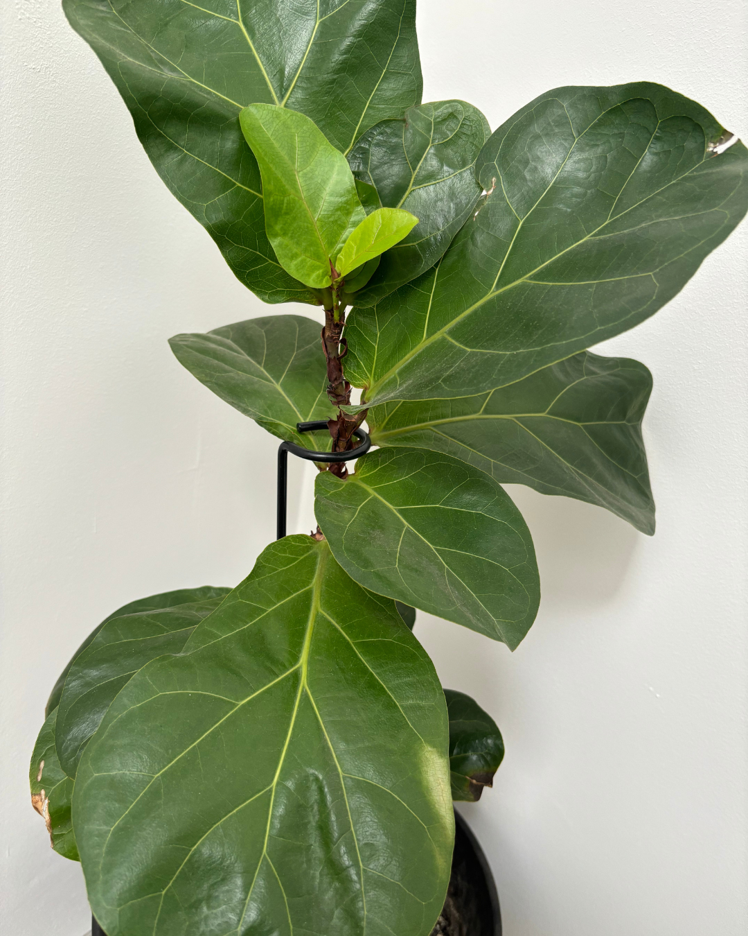 Curl Metal Plant Stake: 22" Tall Steel Plant Support, Black Coated Finish