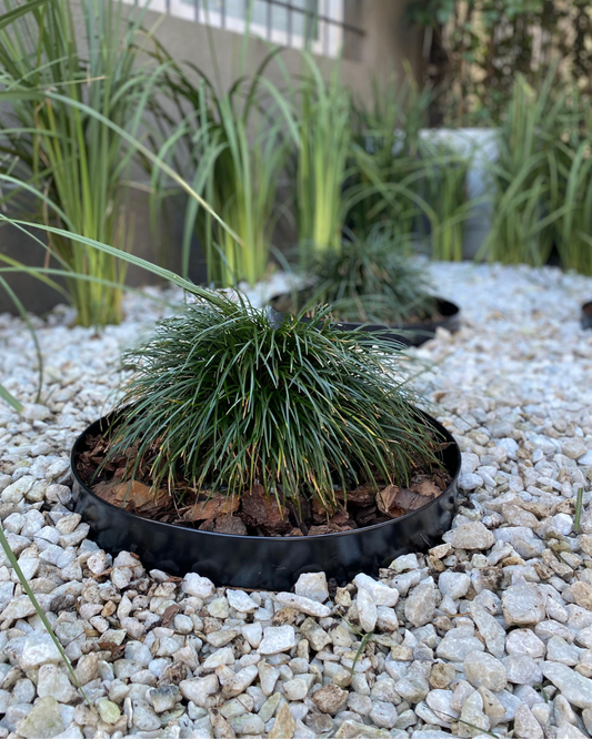 Garden Border Ring - 12", 15" & 18" diameter, Black or Unpainted Finish