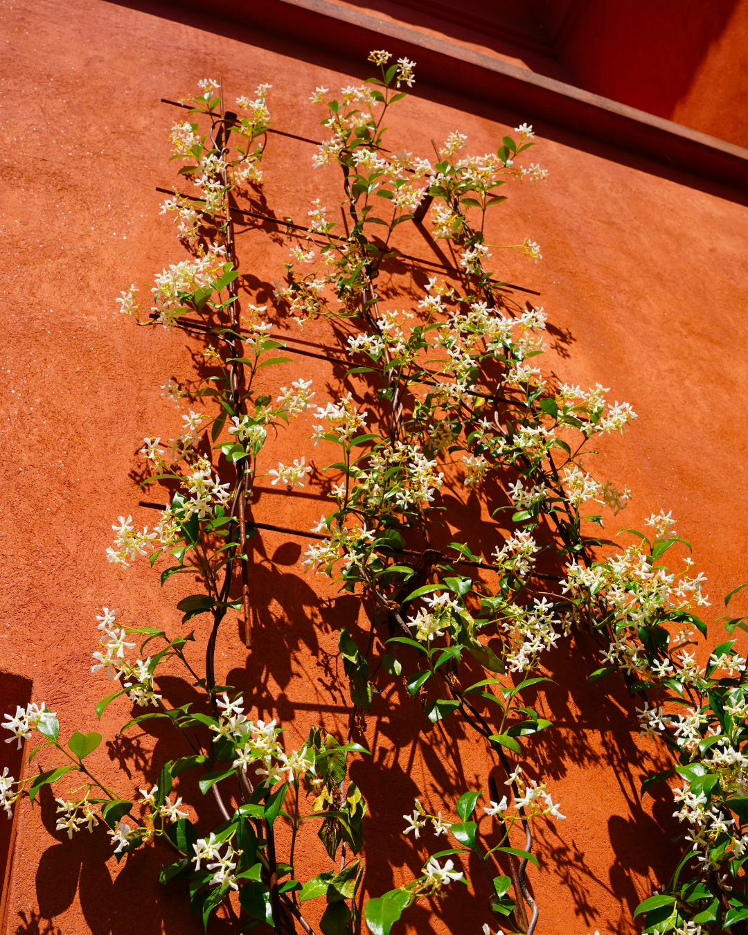 Metal Garden Wall Trellis: Plant Support for Climbing Plants -  Black, White or Rustic Finish