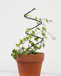 Mini Zig Zag Plant Trellis: 22" Steel Climbing Plant Support, Black Coated Finish