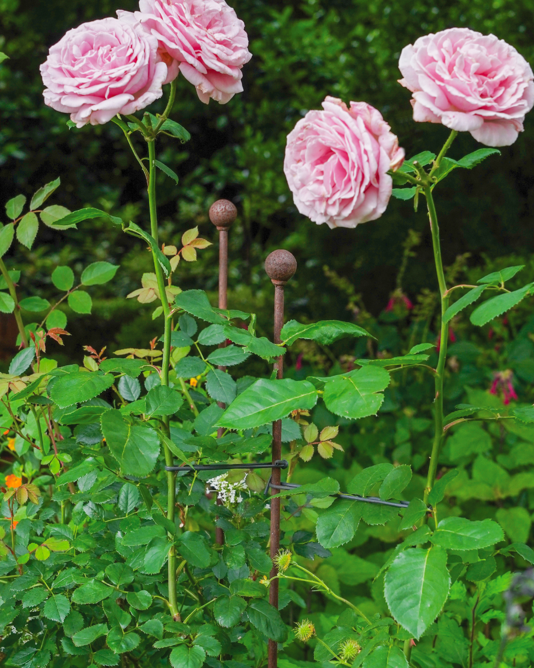 45" Metal Plant Stake