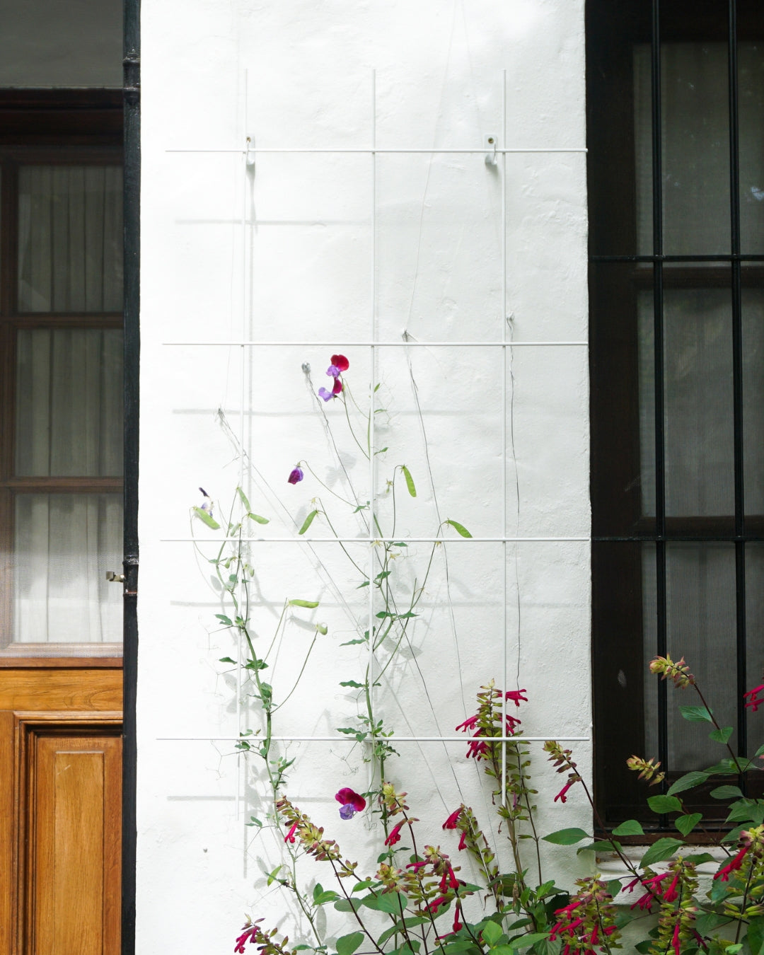 Metal Garden Wall Trellis: Plant Support for Climbing Plants -  Black, White or Rustic Finish