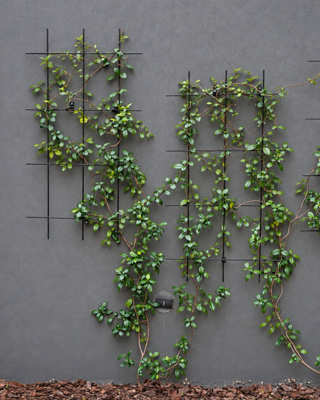 Metal Garden Wall Trellis: Plant Support for Climbing Plants -  Black, White or Rustic Finish