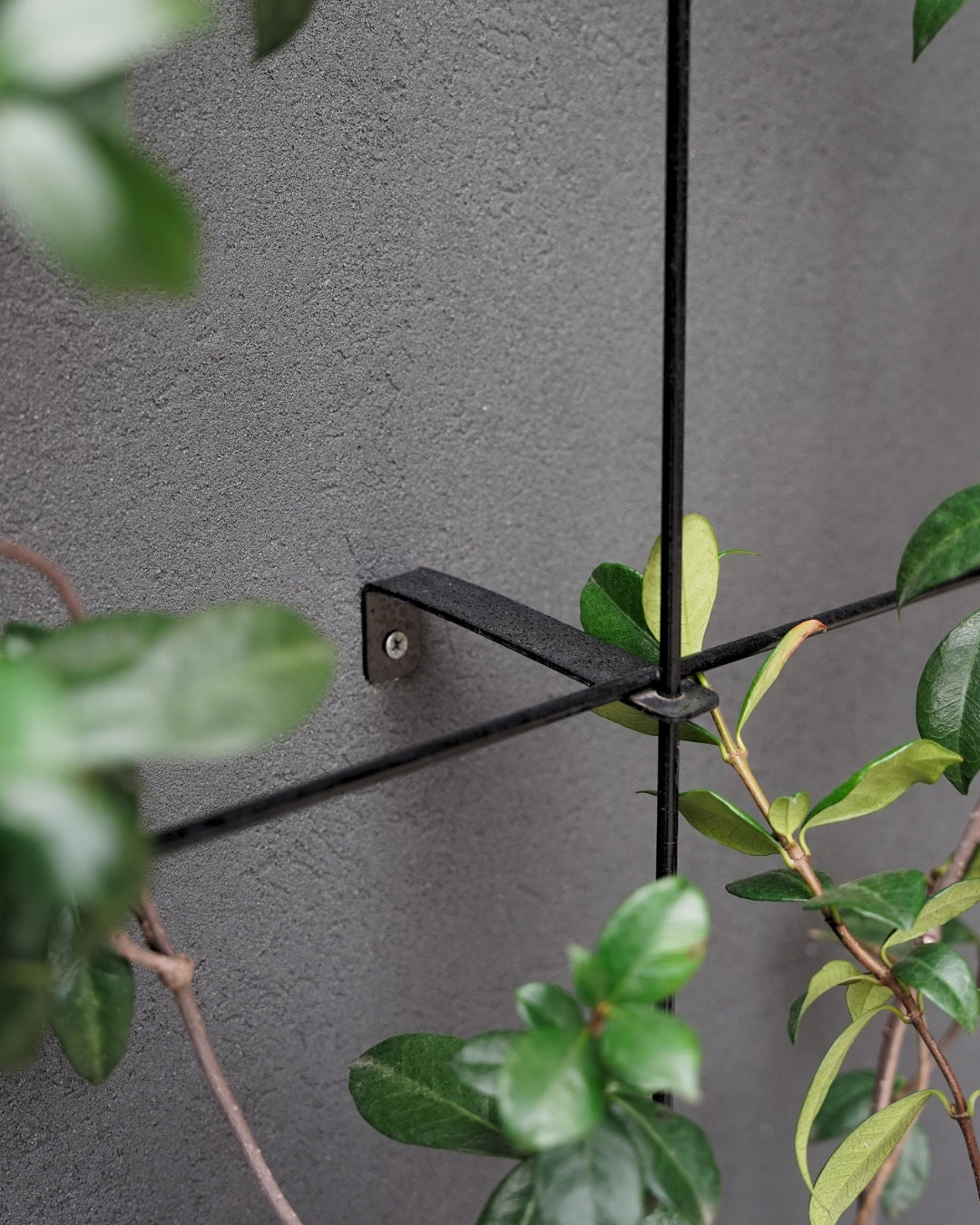Metal Garden Wall Trellis: Plant Support for Climbing Plants -  Black, White or Rustic Finish