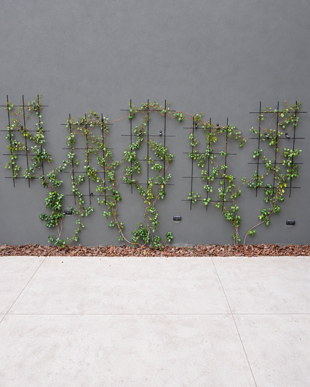 Metal Garden Wall Trellis: Plant Support for Climbing Plants -  Black, White or Rustic Finish