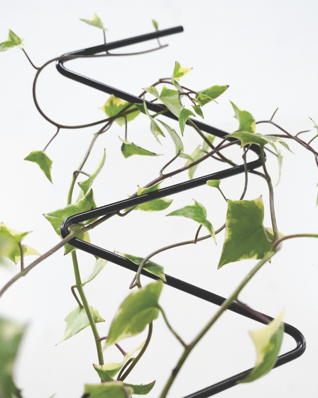 Mini Zig Zag Plant Trellis: 22" Steel Climbing Plant Support, Black Coated Finish