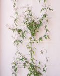 Metal Garden Wall Trellis: Plant Support for Climbing Plants -  Black, White or Rustic Finish