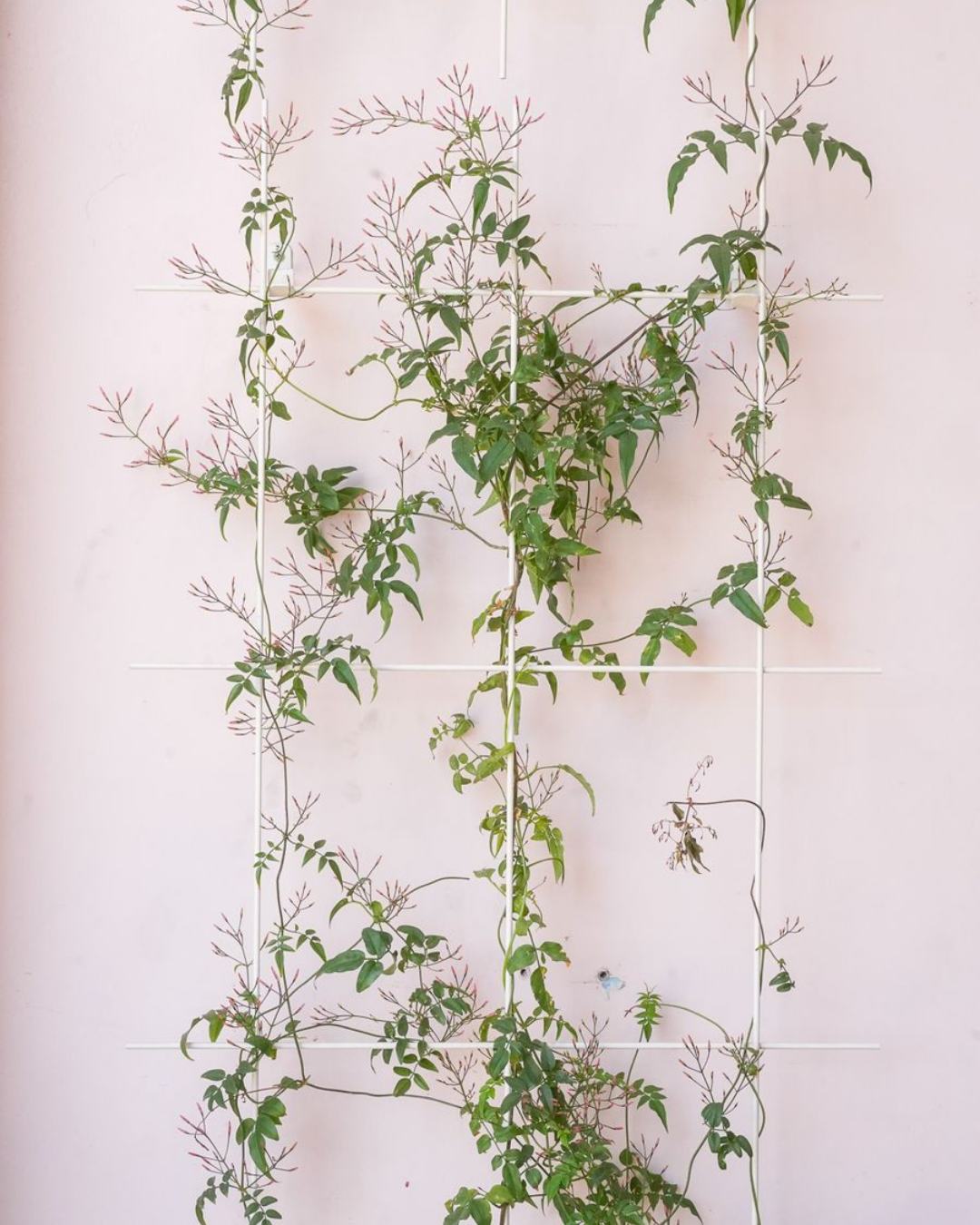 Metal Garden Wall Trellis: Plant Support for Climbing Plants -  Black, White or Rustic Finish