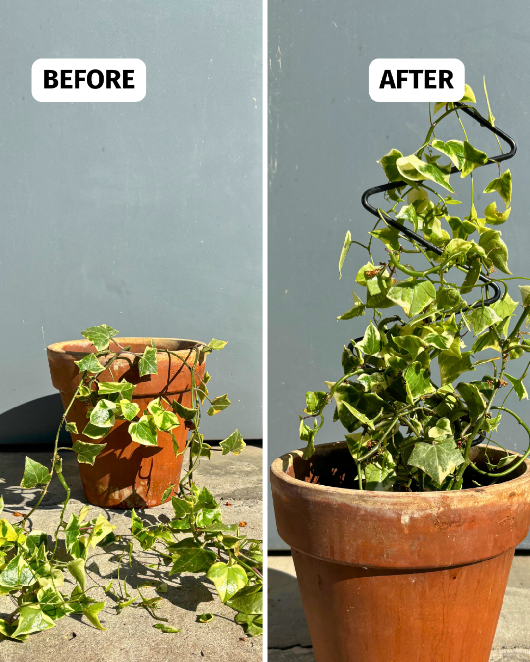 Mini Zig Zag Plant Trellis: 22" Steel Climbing Plant Support, Black Coated Finish