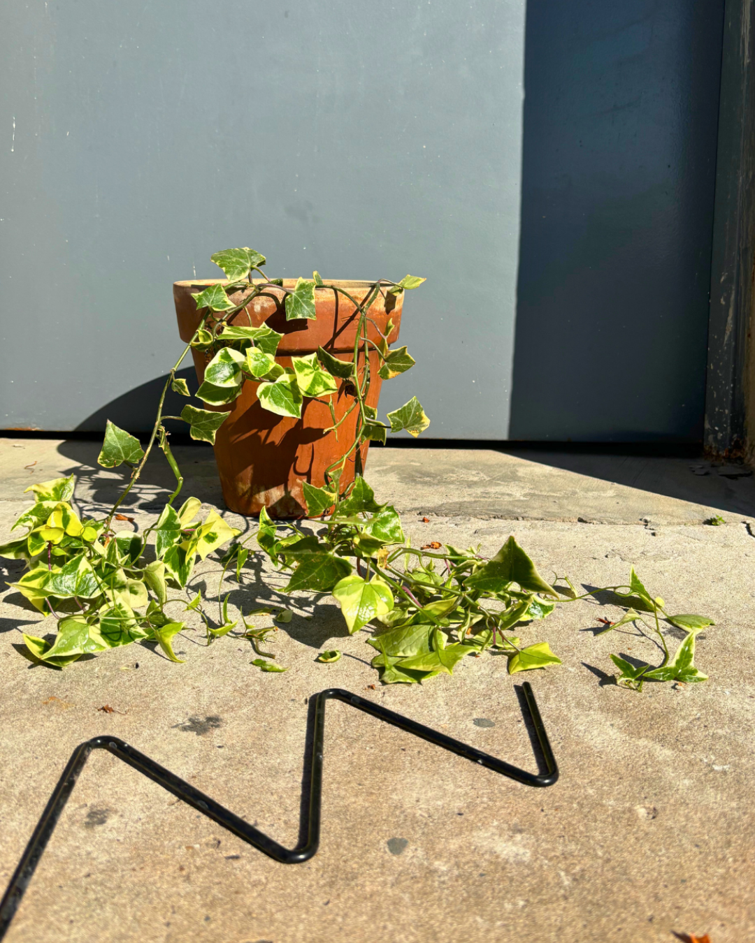 Mini Zig Zag Plant Trellis: 22" Steel Climbing Plant Support, Black Coated Finish