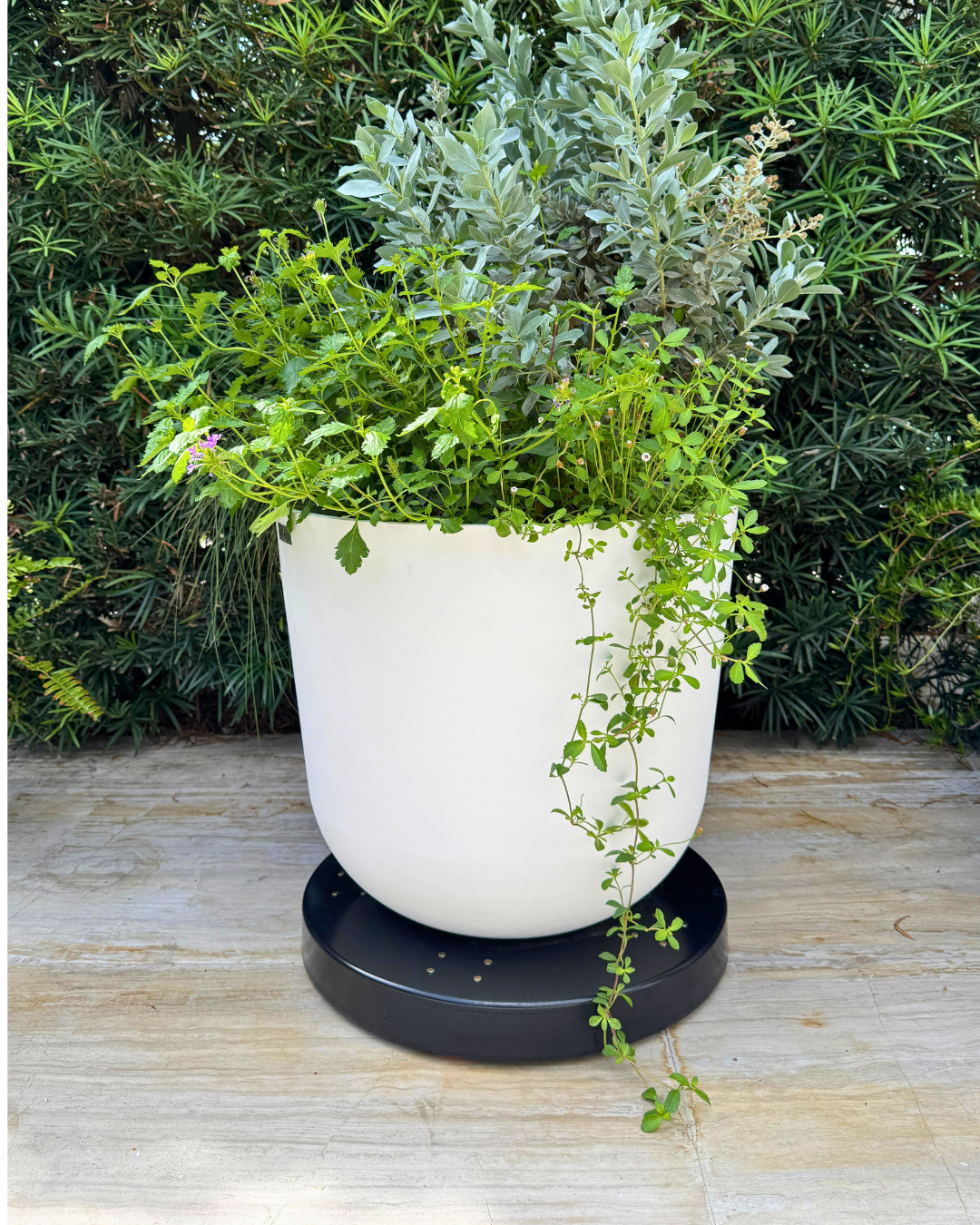 Rolling Planter Stand with Wheels: Black Coated or Corten Steel - 3 Sizes