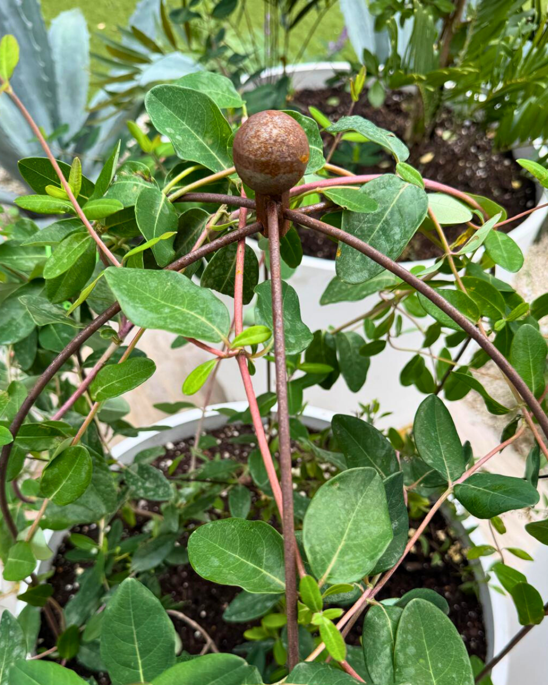 Crown Topiary Cage Trellis – Rustic Metal Plant Support