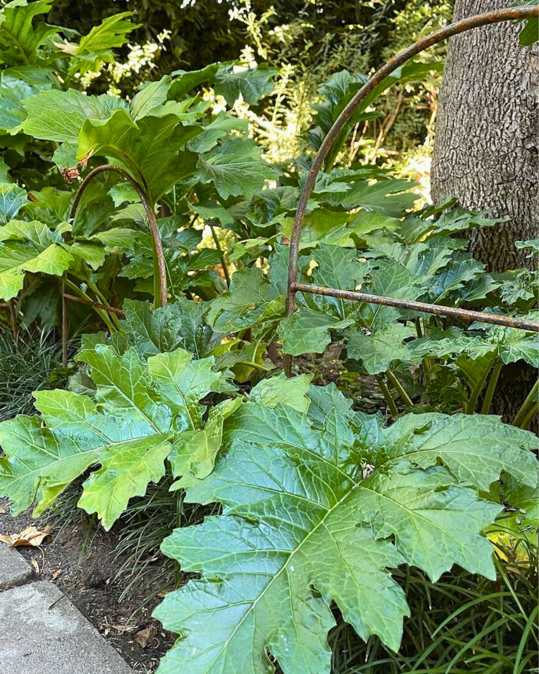 Metal Garden Border Fence: Medium Size, 25.6" Tall, Black Coated or Rustic Steel