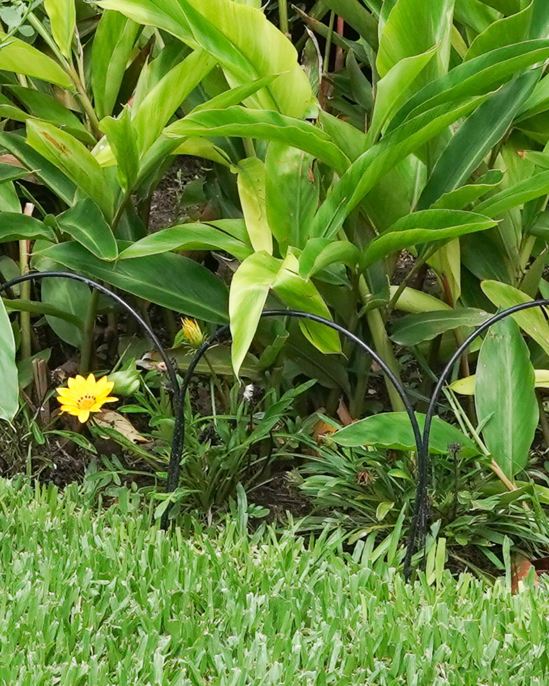 Small Metal Garden Border Fence: 18" Tall, Black Coated or Rustic Steel