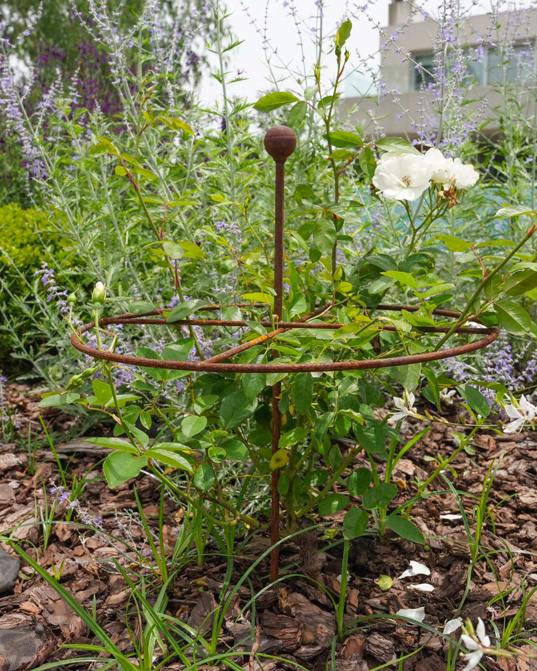 Metal Go-Through Plant Stake: Helicopter Style, Black or Rustic Finish