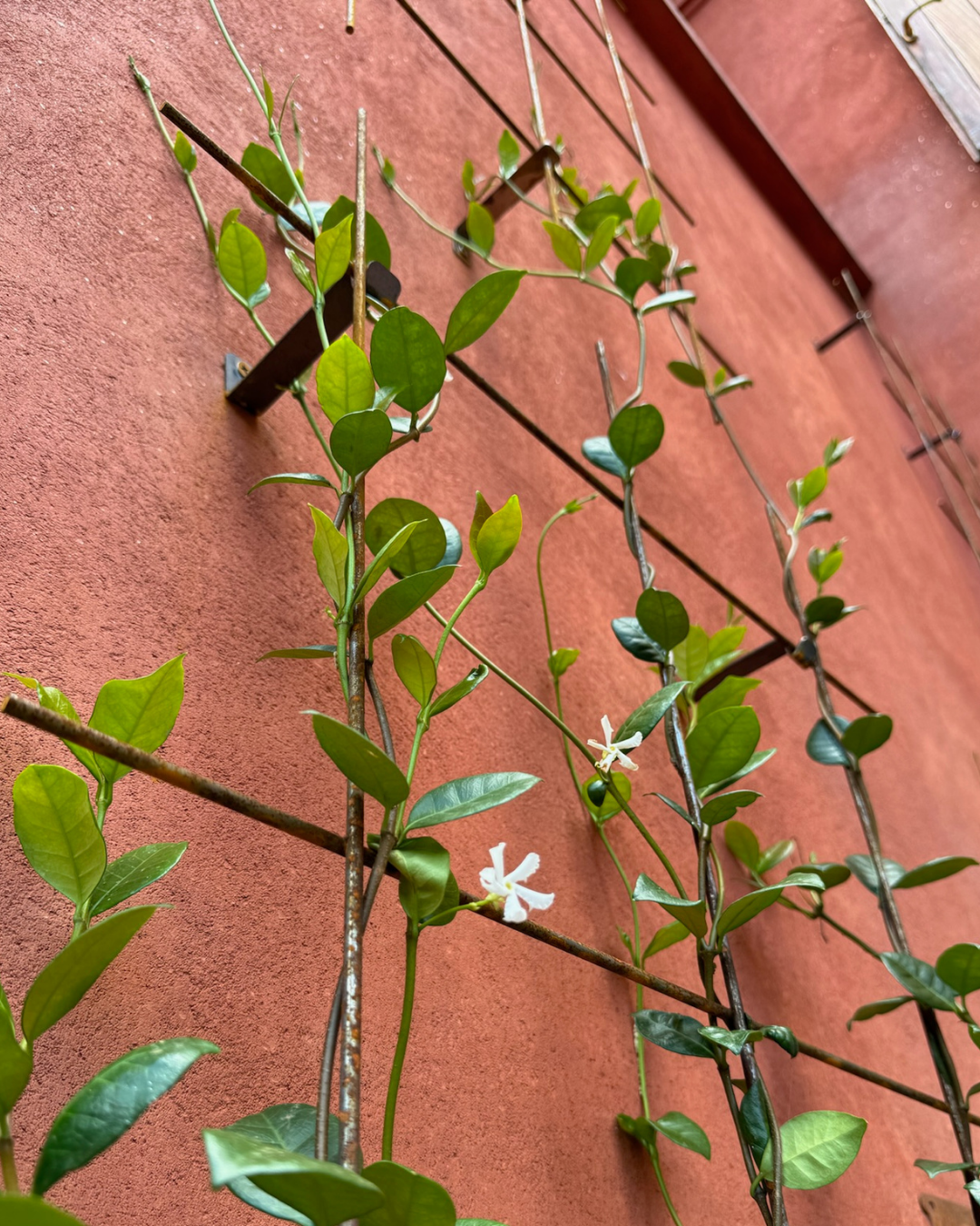 Metal Garden Wall Trellis: Plant Support for Climbing Plants -  Black, White or Rustic Finish