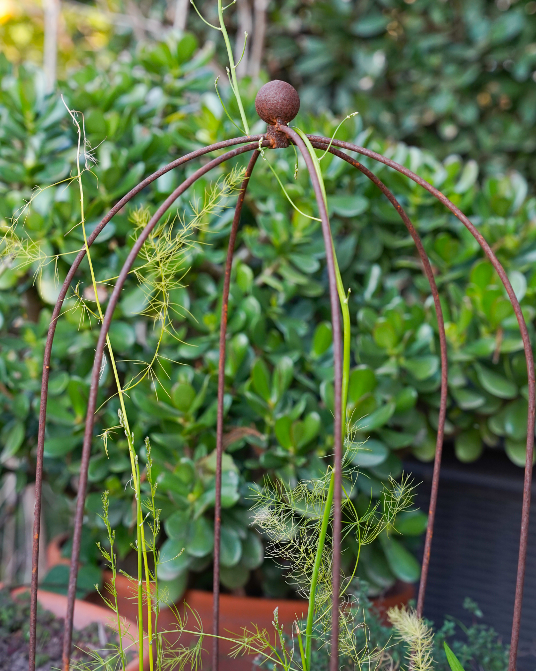 Crown Topiary Cage Trellis – Rustic Metal Plant Support