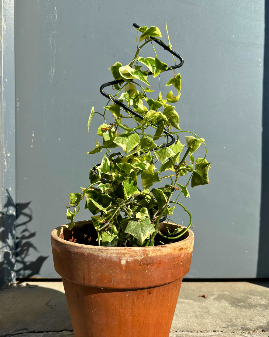 Mini Zig Zag Plant Trellis: 22" Steel Climbing Plant Support, Black Coated Finish