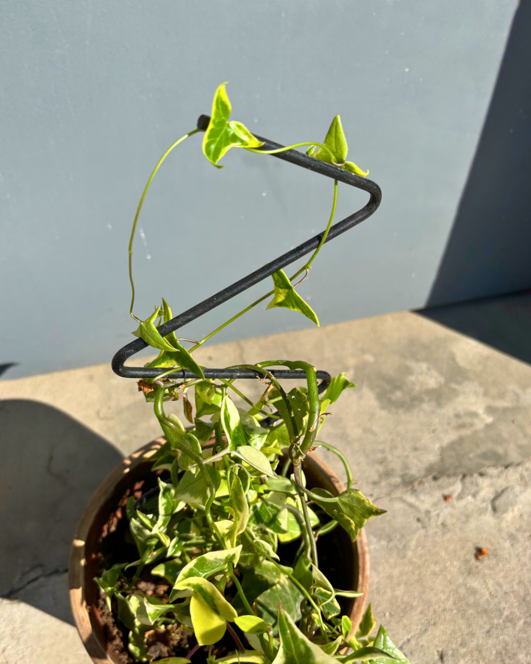 Mini Zig Zag Plant Trellis: 22" Steel Climbing Plant Support, Black Coated Finish