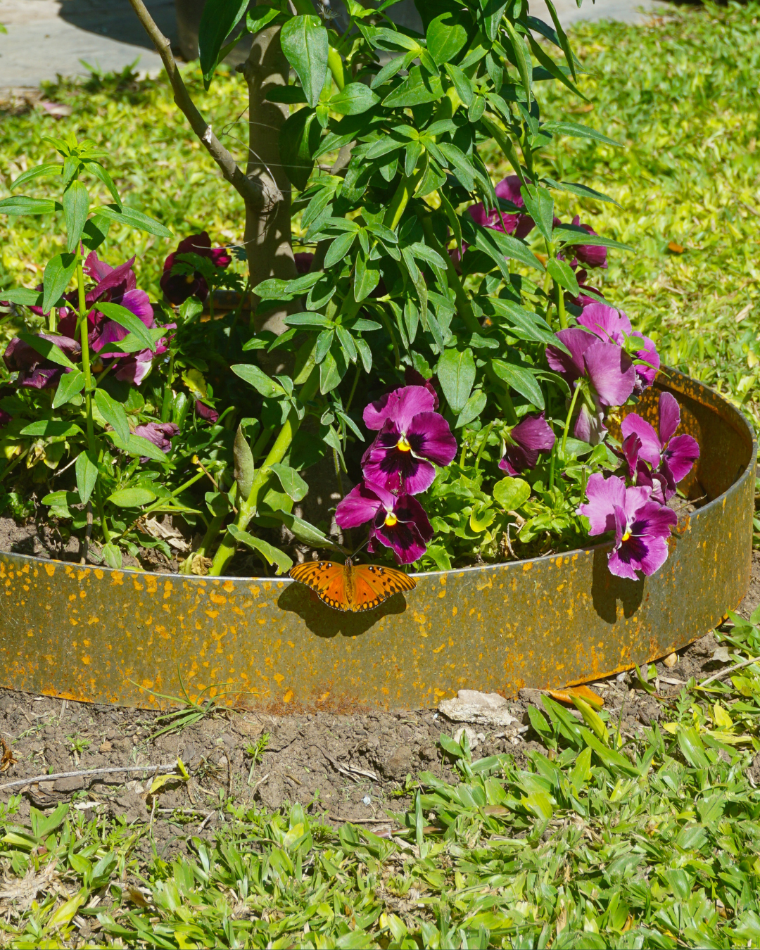 Garden Border Ring - 12", 15" & 18" diameter, Black or Unpainted Finish