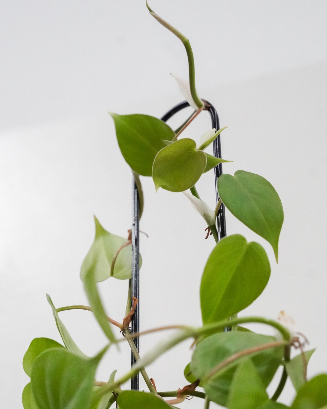 U-Shaped Plant Trellis: 22" Steel Plant Support, Black Coated Finish