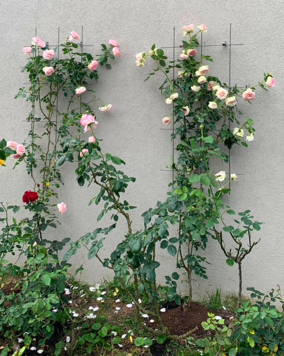 Metal Garden Wall Trellis: Plant Support for Climbing Plants -  Black, White or Rustic Finish