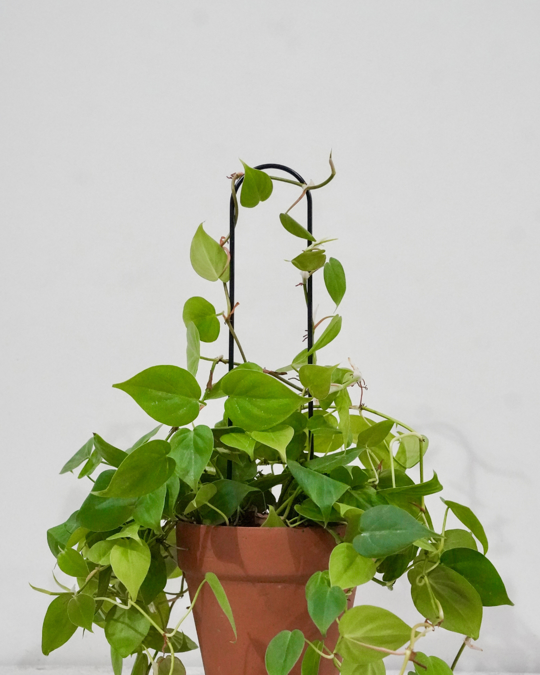 U-Shaped Plant Trellis: 22" Steel Plant Support, Black Coated Finish