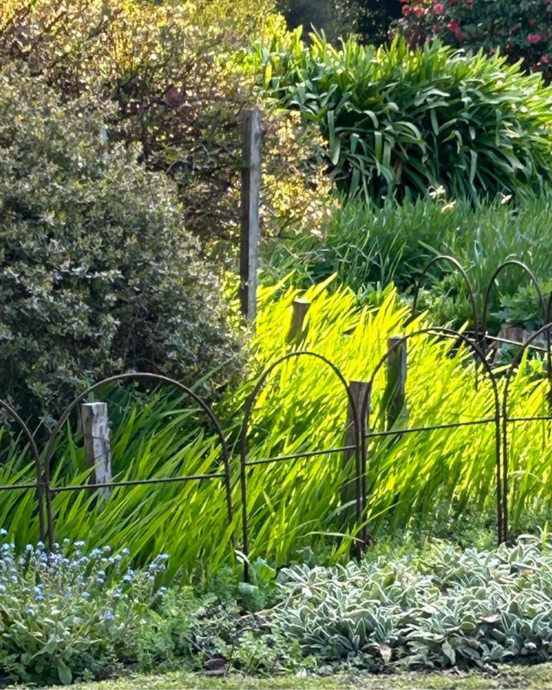 Metal Garden Border Fence: Medium Size, 25.6" Tall, Black Coated or Rustic Steel