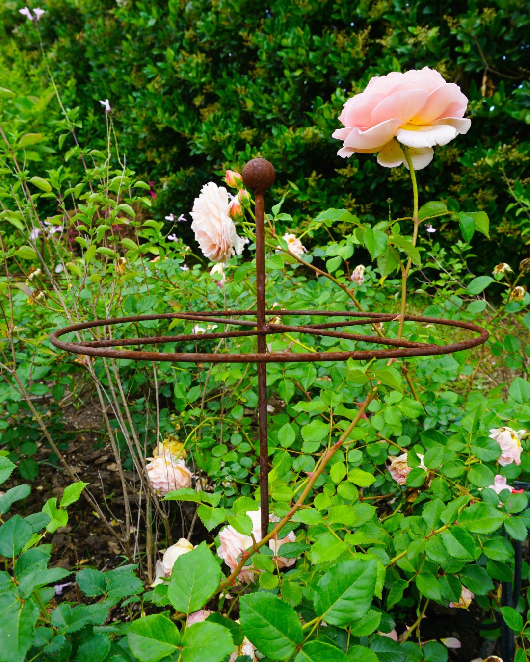 Metal Go-Through Plant Stake: Helicopter Style, Black or Rustic Finish