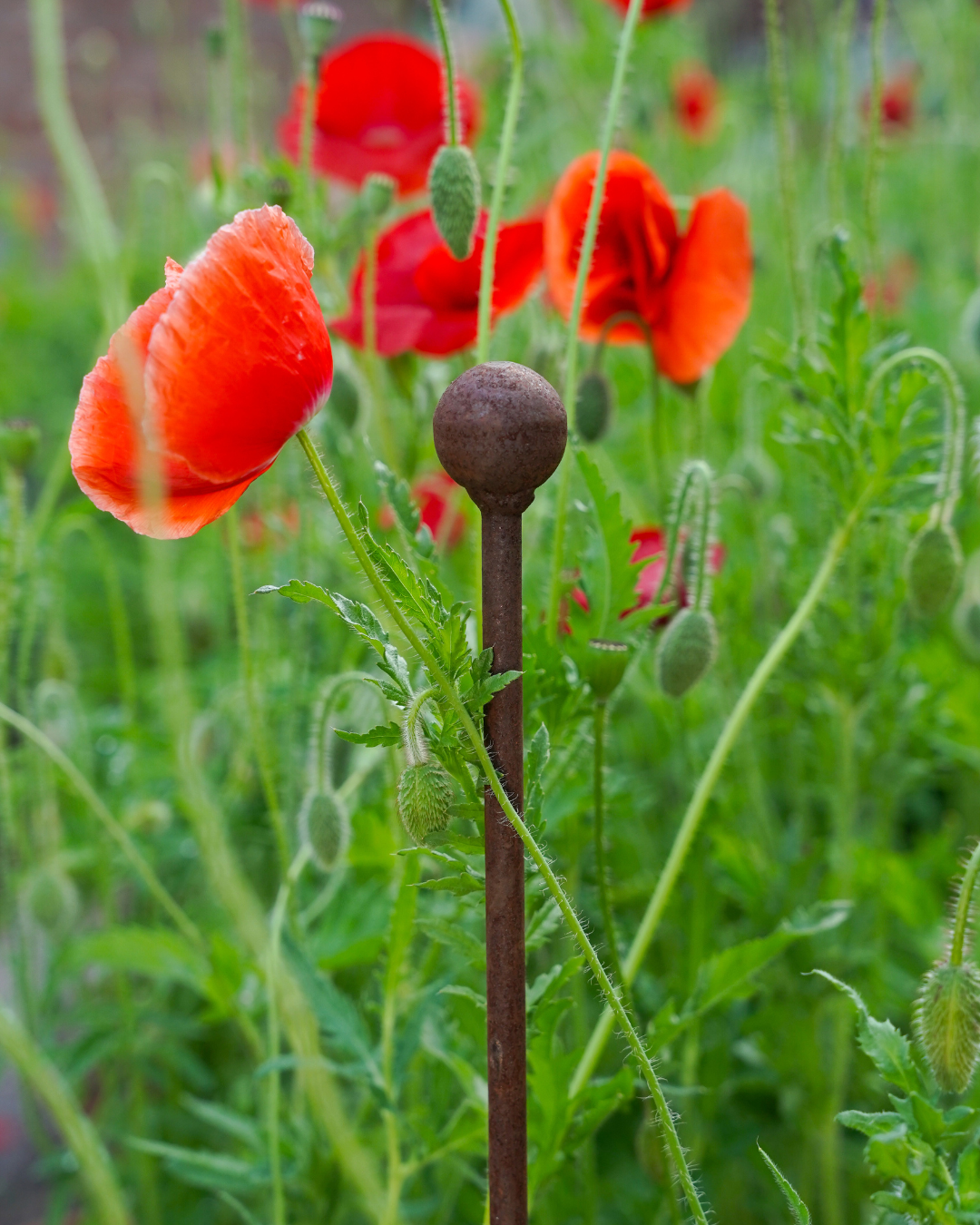 45" Metal Plant Stake