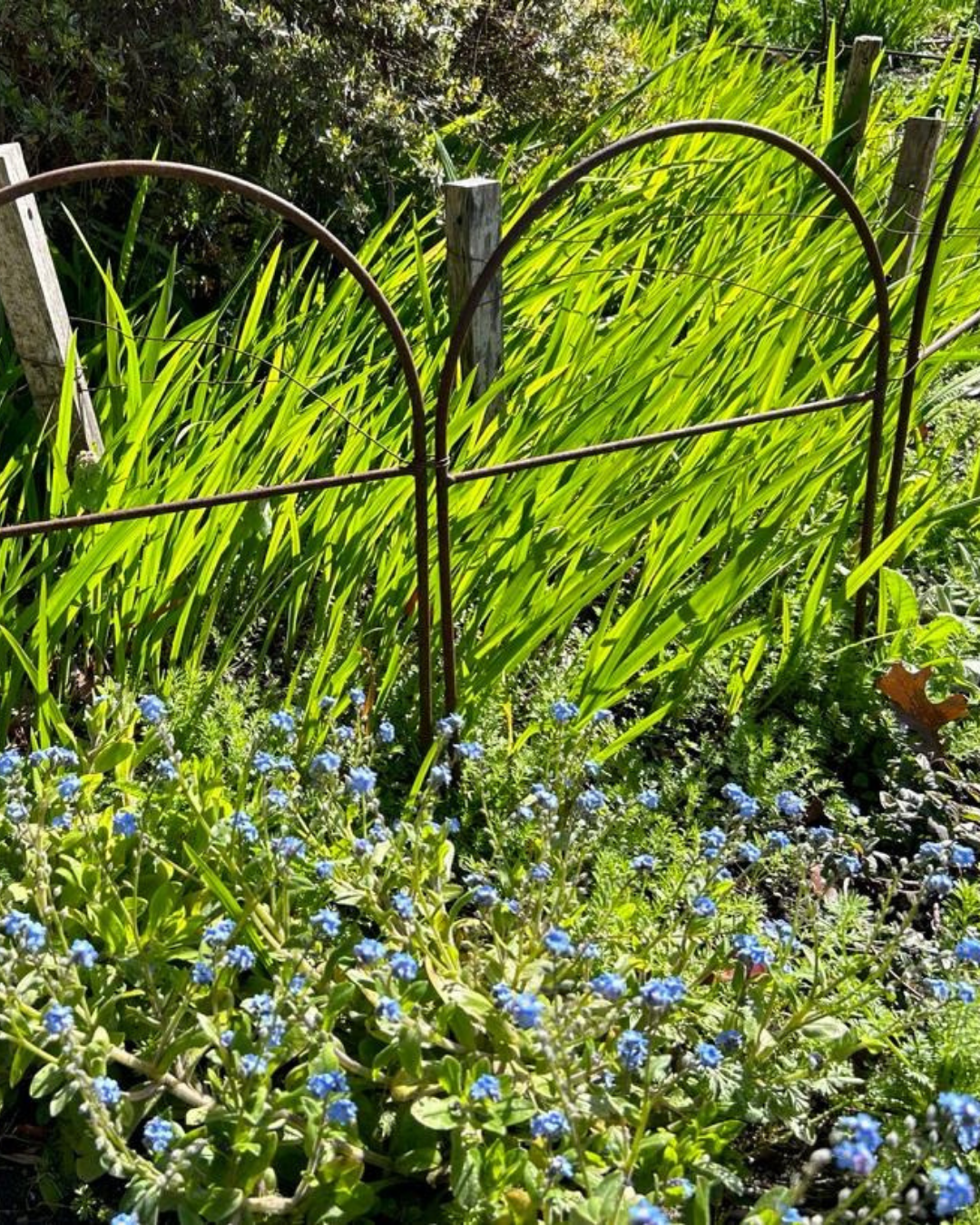 Metal Garden Border Fence: Medium Size, 25.6" Tall, Black Coated or Rustic Steel