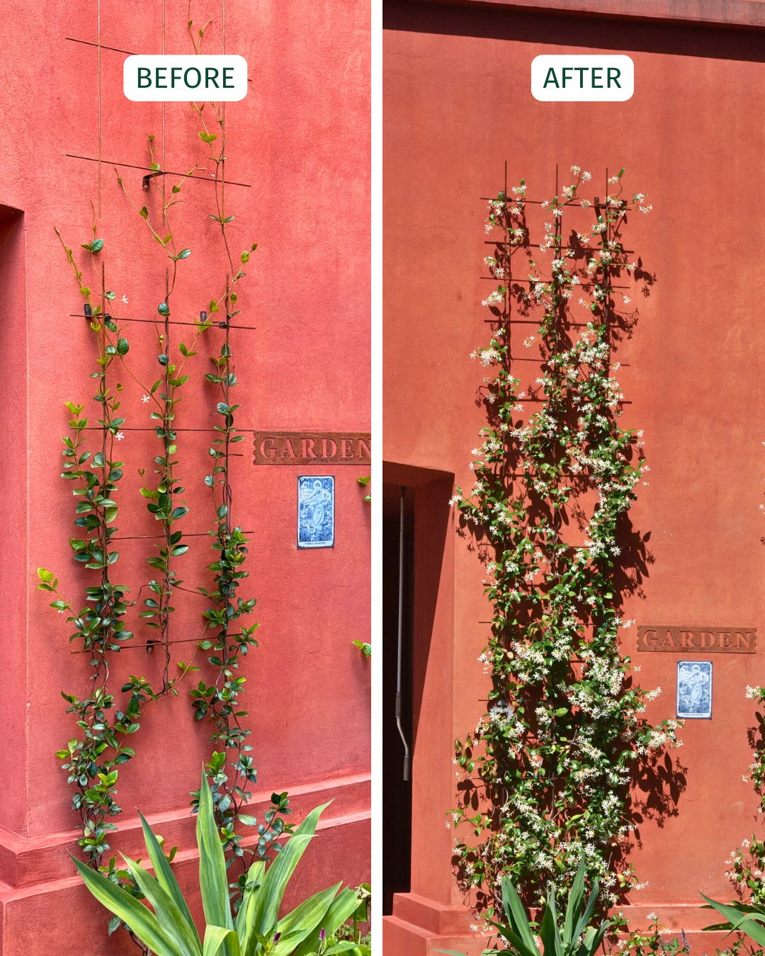 Metal Garden Wall Trellis: Plant Support for Climbing Plants -  Black, White or Rustic Finish