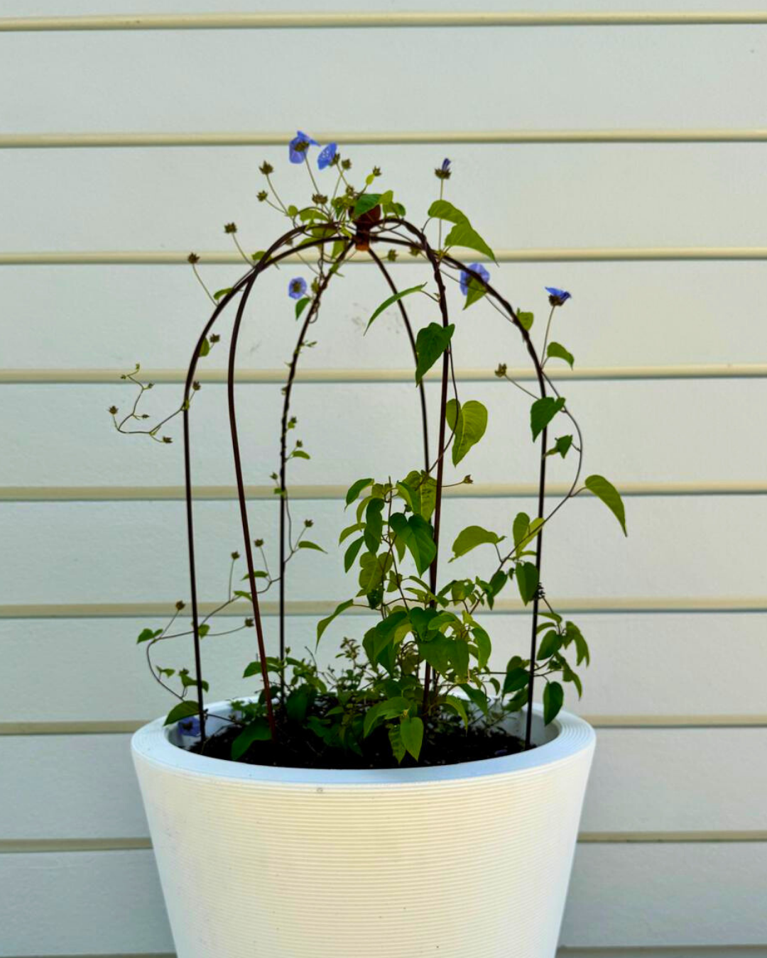 Crown Topiary Cage Trellis – Rustic Metal Plant Support